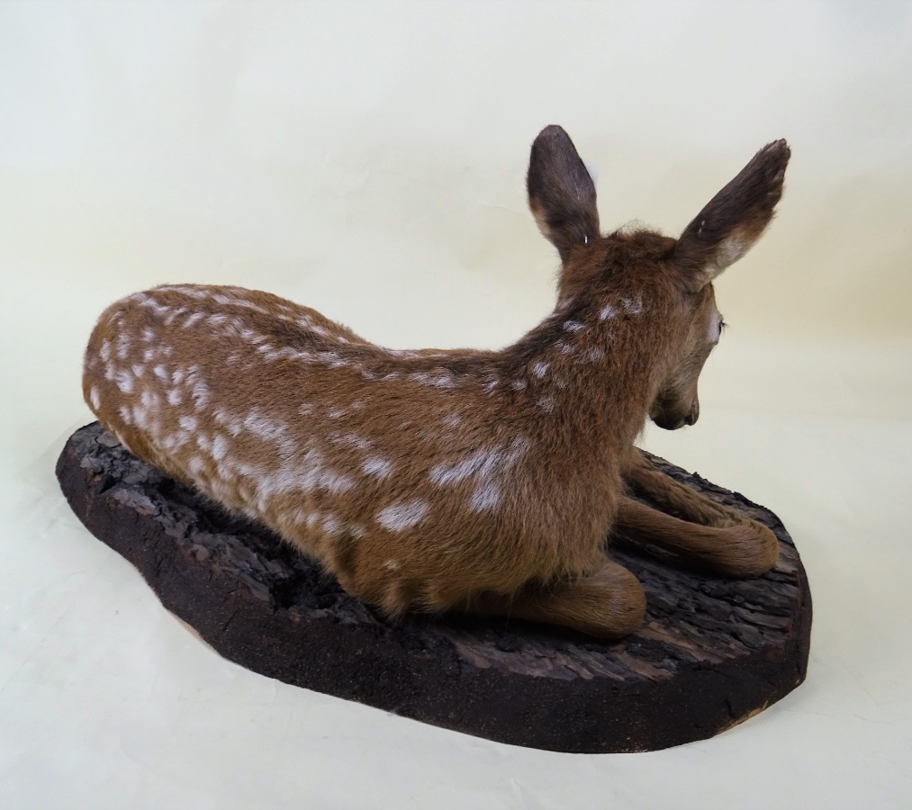 Taxidermy Baby Deer